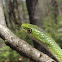 Rough Green Snake