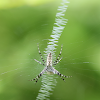 Zipper Spider