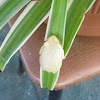 Reed frog,