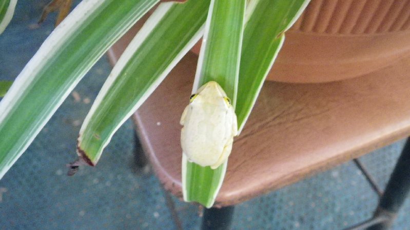 Reed frog,