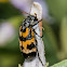 Lunate blister beetle