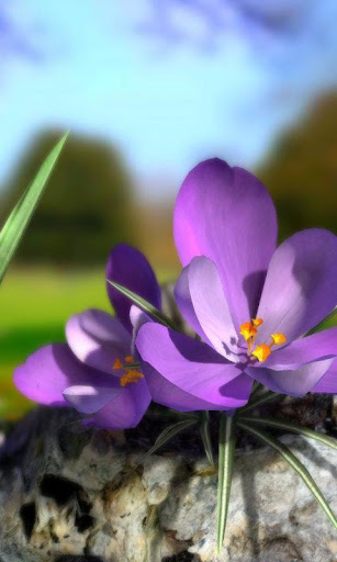 Nature Live❁ Spring Flowers 3D