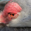 Sandhill Crane