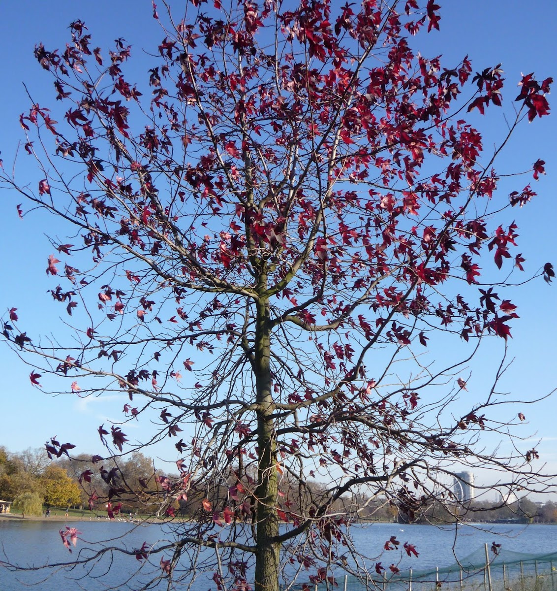 Acer palmatum bloodgood