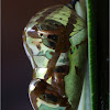 Chrysalis (pupa) of a Common Crow Butterfly