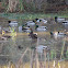 Mottled Duck