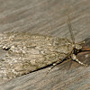 American dagger moth