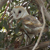Barn Owl  (male)