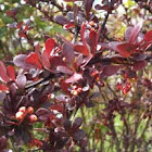 Red Barberry