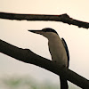 White-collared Kingfisher