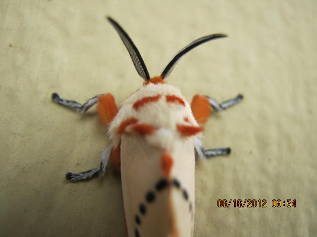 Peppermint moth