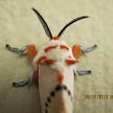 Peppermint moth