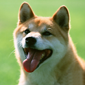 Dog wallpaper,Shiba icon