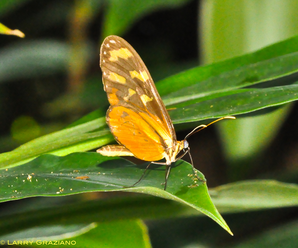 Polymnia Tiger-wing Butterfly