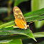 Polymnia Tiger-wing Butterfly