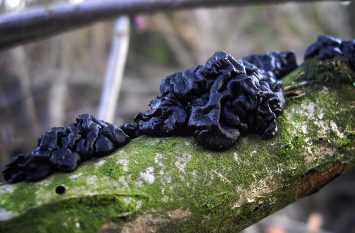 Black Witches' Butter
