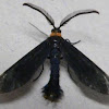 Grapeleaf Skeletonizer Moth