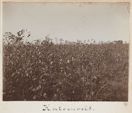 Katoenveld bij Caïro