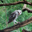 Barn Owl