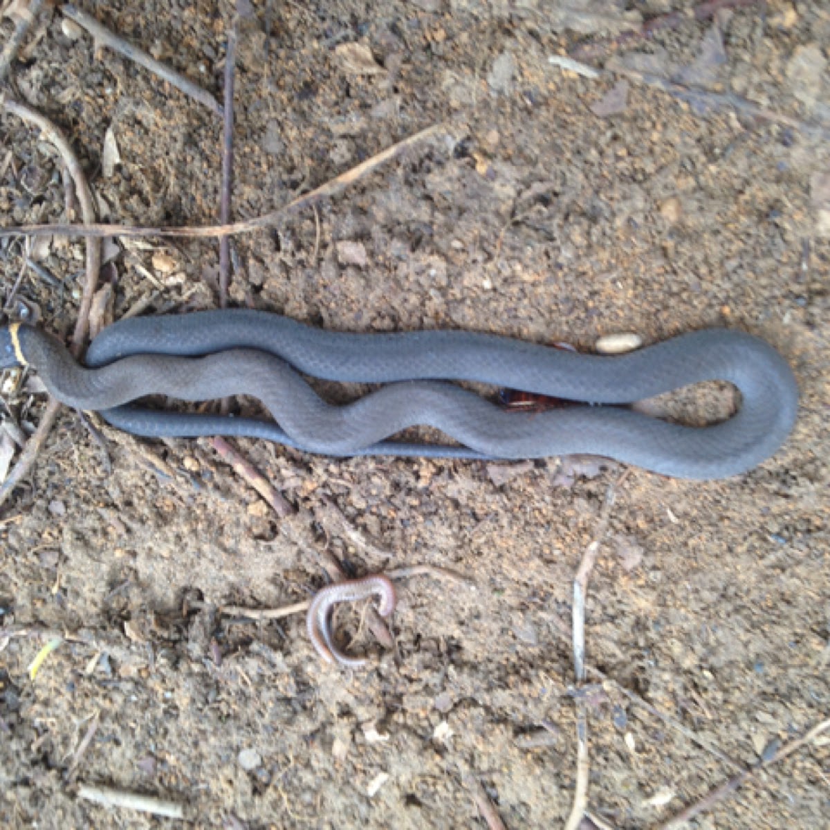 Northern Ring-Neck Snake