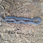 Northern Ring-Neck Snake