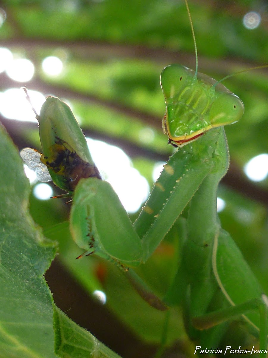 Giant African mantis feeding on a wasp