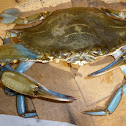 Atlantic Blue crab