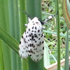 Giant Leopard Moth  or Eyed Tiger Moth