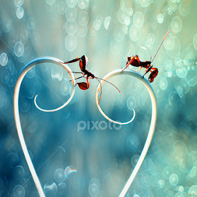 Mengejar Cinta by A Rahman - Animals Other
