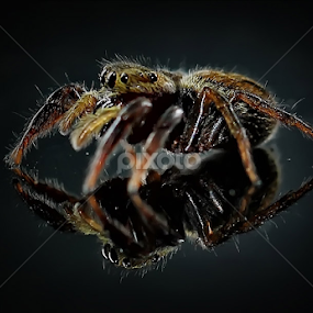 Jump Spider by Hindra Komara - Animals Insects & Spiders