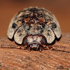 Australian Tortoise Beetle
