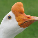 Chinese goose