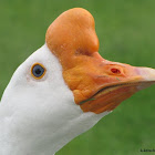 Chinese goose
