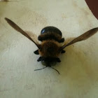 Carpenter Bee