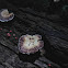 Polypore Fungus