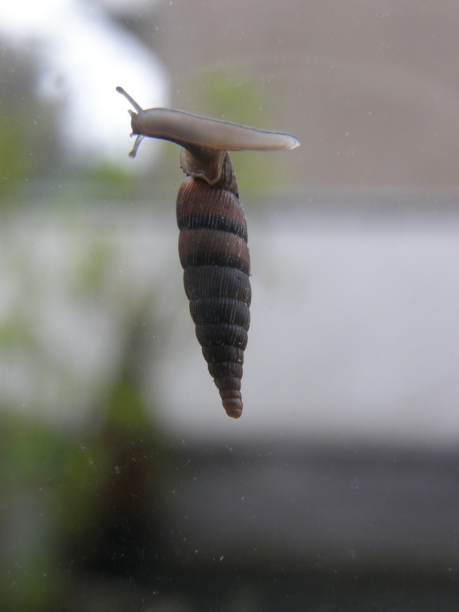 Two lipped door snail