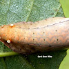 Smaller Parasa Moth Caterpillar