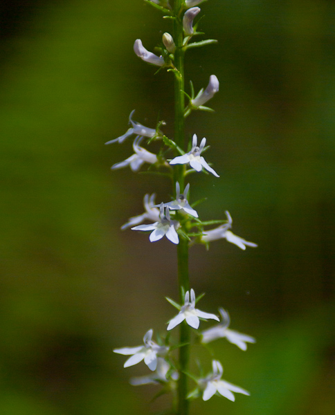 Gattinger's lobelia