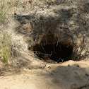 Gopher Tortoise Burrow