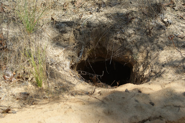 Gopher Tortoise Burrow | Project Noah