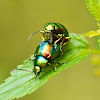 Dead-nettle leaf beetle