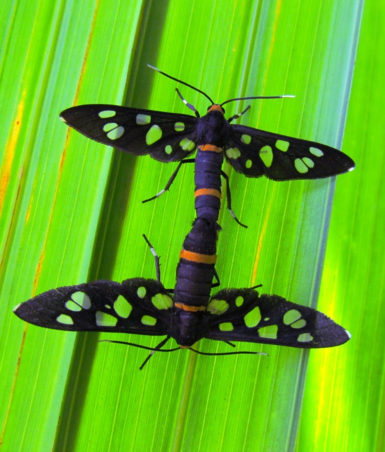 Nine spotted moth