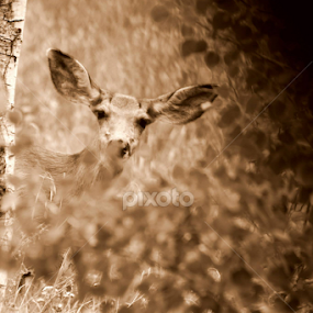 Hiding Out by Candy (Ellison) Downs - Animals Other