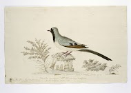 Oena capensis (Maskerduif of Namakwaduif in Afrikaans)