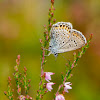 plebejus (blue) butterfly