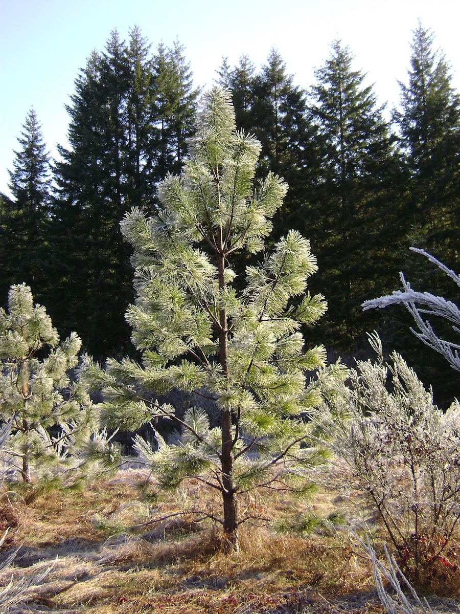 Willamette Valley ponderosa pine