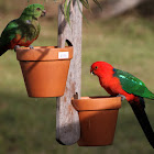 King Parrot (Female and Male)