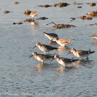 Curlew Sandpiper