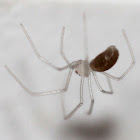 Baby Daddy Longlegs Spiders