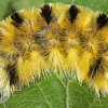 Tiger Moth Caterpillar ( scarf )